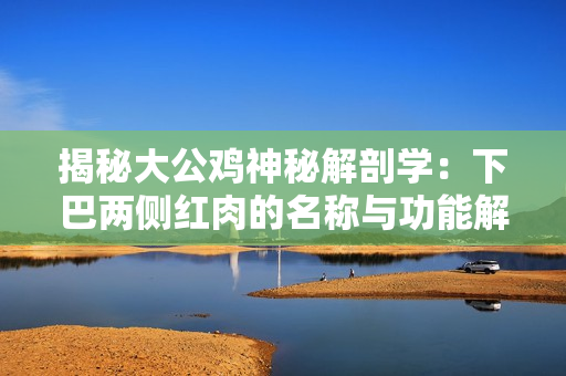 揭秘大公雞神秘解剖學(xué)：下巴兩側(cè)紅肉的名稱與功能解密